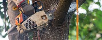 Reliable Lexington, OK Tree Services Solutions