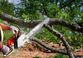 Best Tree Risk Assessment  in Lexington, OK