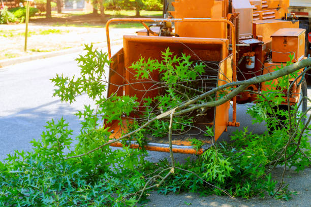 Best Root Management and Removal  in Lexington, OK