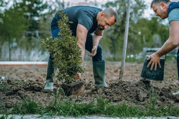 Best Sod Installation  in Lexington, OK