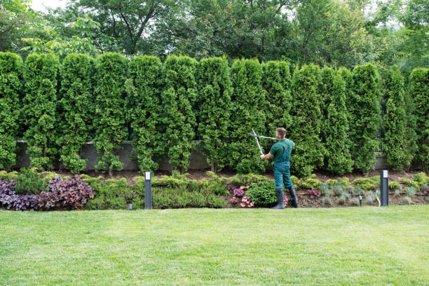 Best Tree Maintenance Programs  in Lexington, OK