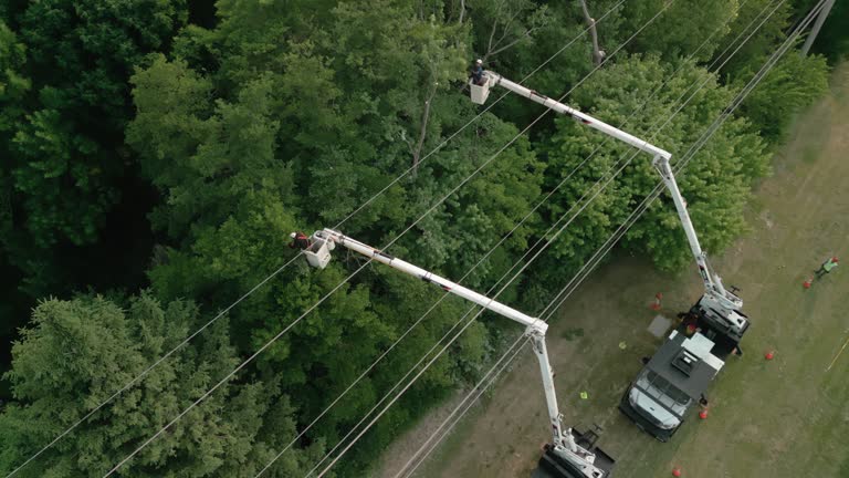Best Tree Trimming and Pruning  in Lexington, OK