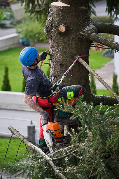 Best Tree Removal  in Lexington, OK
