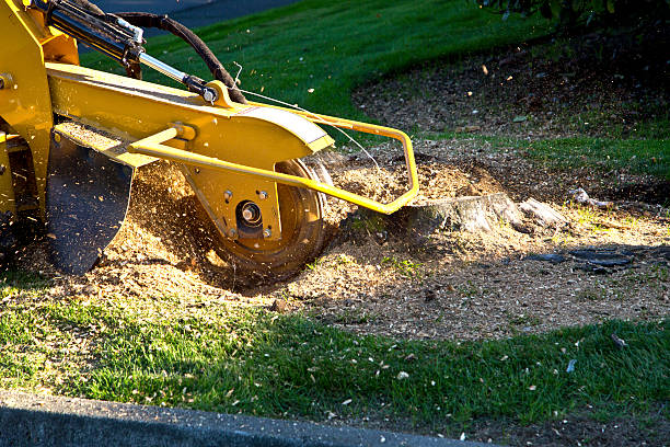 Best Hazardous Tree Removal  in Lexington, OK