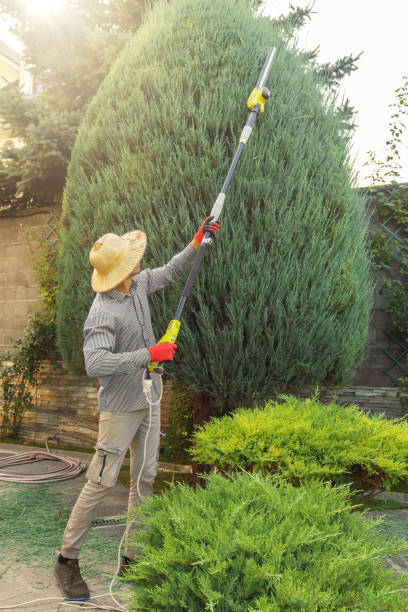 Best Tree Cabling and Bracing  in Lexington, OK