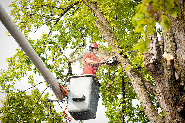 Best Firewood Processing and Delivery  in Lexington, OK