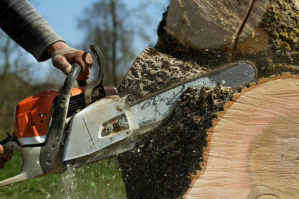 Best Lawn Pest Prevention  in Lexington, OK